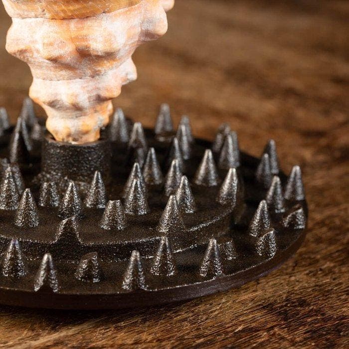 Extra maat, Zwaar Australisch, of Valse Trompet - Zeeschelp, Antiquités & Art, Curiosités & Brocante