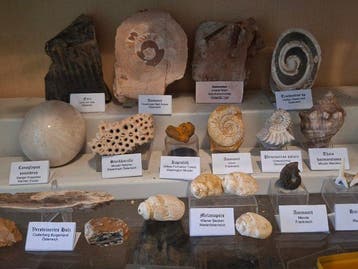 Oude fossielverzameling, ca. 20 stuks - Fossiele matrix, Verzamelen