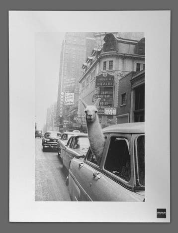 Inge Morath - Magnum Photos - A llama in Times Square, New