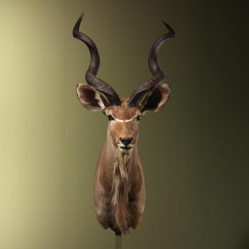 Koedoe Taxidermie Opgezette Dieren By Max, Ophalen of Verzenden, Opgezet dier