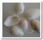 White Litob Geboorde Schelpen Hole 4 mm Per kilo, Nieuw