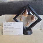 Dinosaurus Tand - Mosasaurus - 11 cm - 5 cm - 11 cm - (4), Verzamelen, Dierenverzamelingen, Nieuw