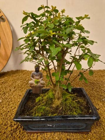 Liguster bonsai (Ligustrum) - Hoogte (boom): 24 cm - Diepte