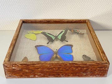 Morpho Taxidermie volledige montage - Morpho didius - 4.5 cm