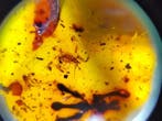 FOSSIL-INCROYABLE !! Ambre dominicain - 45 ct Prix sans