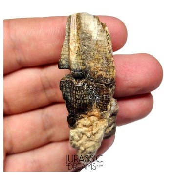 Grote volledig gewortelde zeldzame iguanodontide dinosaurus