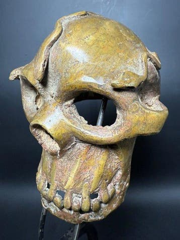Tête Crâne - Igbo - Nigeria (Zonder minimumprijs)
