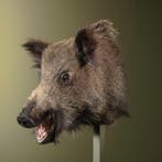 Wild Zwijn Middel Taxidermie Opgezette Dieren By Max, Ophalen of Verzenden, Opgezet dier