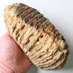 Wolharige mammoet - Fossiele tand - Mammuthus primigenius -