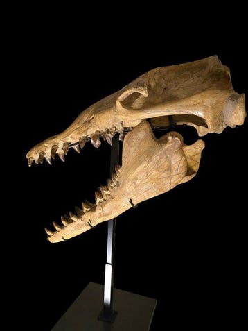 Basilosaurus - Fossiele schedel - Pezzo Unico - 158 cm - 80