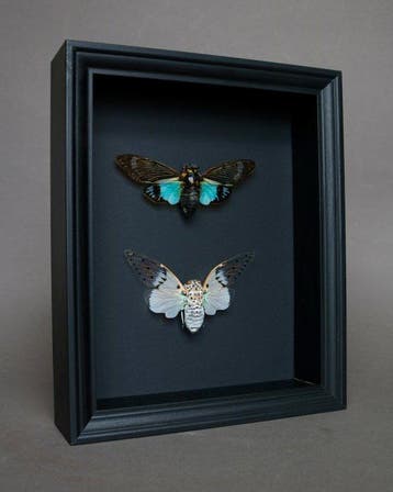 Cigale Taxidermie volledige montage - Ayuthia spectabilis x, Nieuw