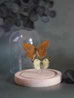 Papillon Support de corps entier pour taxidermie -