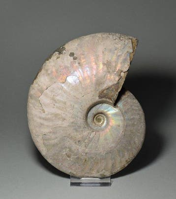 Ammoniet - Gefossiliseerde schelp - Aioloceras besairiei