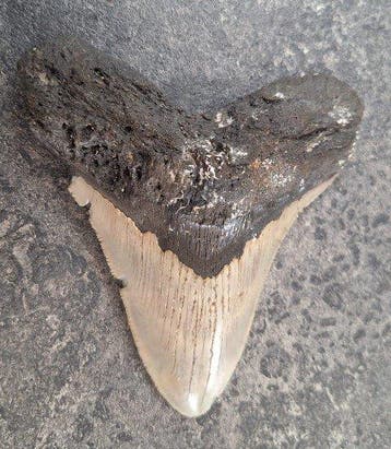 Megalodon - Fossiele tand - 13 cm - 11 cm
