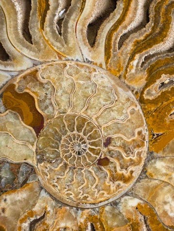 Ammoniet - Gefossiliseerd dier - Aioloceras (Cleoniceras)