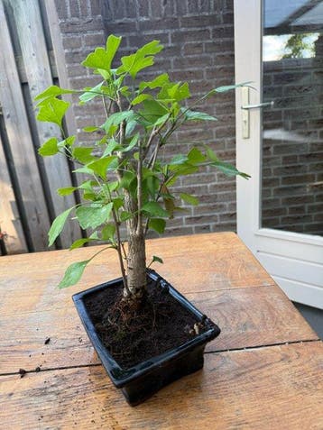 Bonsaï Ginkgo (Ginkgo biloba) - Hauteur (arbre) : 40 cm -