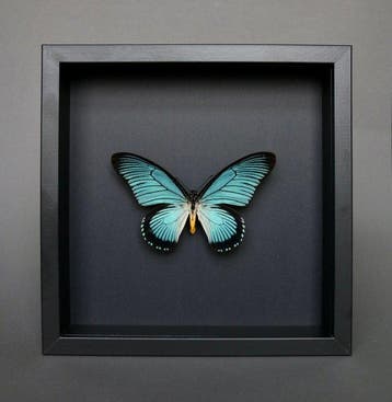 Vlinder Taxidermie volledige montage - Papilio Zalmoxis - 23, Nieuw