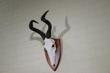 abnormal Hartebeest skull Schedel - Alcelaphus buselaphus -, Verzamelen, Nieuw