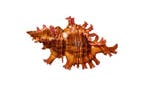 Sauls Murex Taxidermie wandmontage - Chicoreus saulii - 8.5, Antiek en Kunst