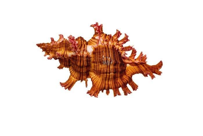 Sauls Murex Taxidermie wandmontage - Chicoreus saulii - 8.5, Antiek en Kunst, Curiosa en Brocante