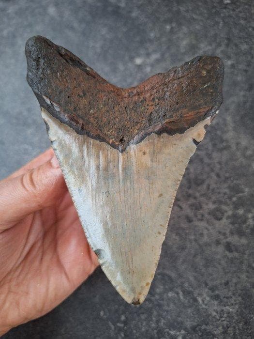 Megalodon - Fossiele tand - 12.6 cm - 8.9 cm, Verzamelen, Mineralen en Fossielen