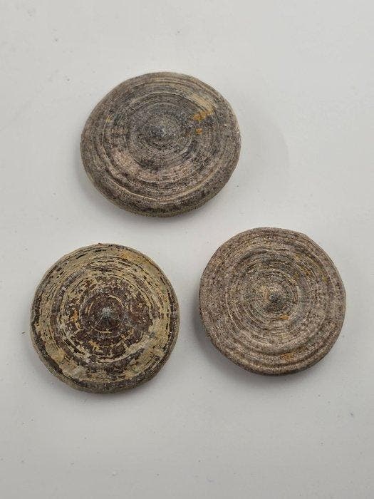 Koralen - Gefossiliseerd dier - Cunnolites elliptica (Zonder, Verzamelen, Mineralen en Fossielen