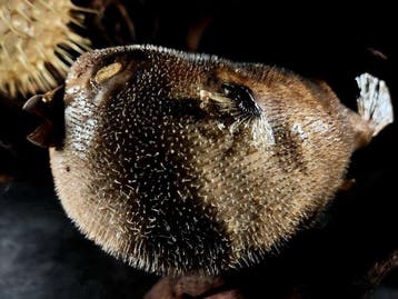 Zonder reservering kogelvis + stekelvis Taxidermie volledige, Nieuw