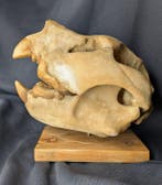 Fossiele schedel - Thylacoleo carnifex - Marsupial lion -