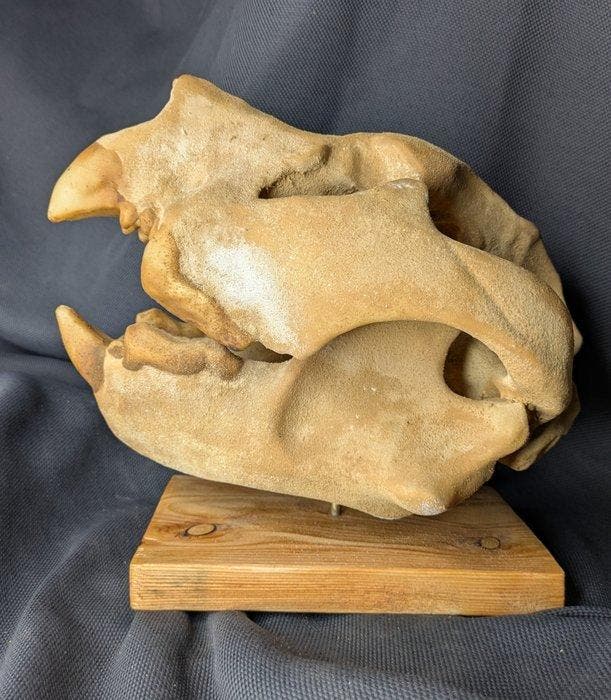 Fossiele schedel - Thylacoleo carnifex - Marsupial lion -, Verzamelen, Mineralen en Fossielen