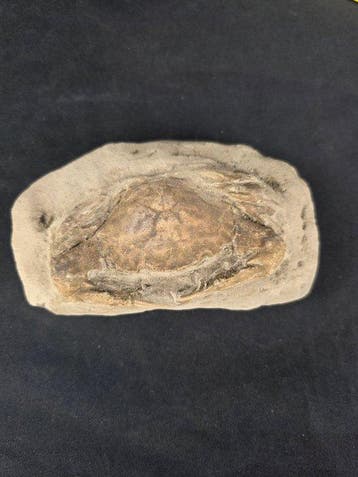 Krabben - Gefossiliseerd dier (Zonder minimumprijs)