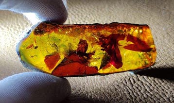 Mexicaanse barnsteen Chiapas!! AAA Geen minimumprijs- 25.5 g
