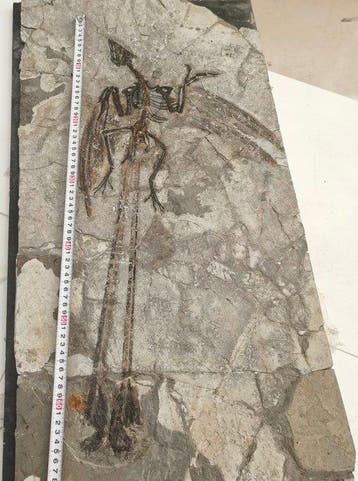 Bid-60cm - Gefossiliseerd dier - Early Cretaceous