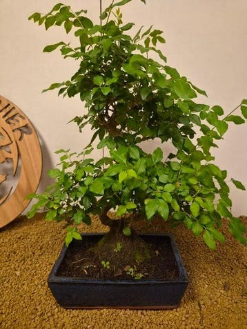 Liguster bonsai (Ligustrum) - Hoogte (boom): 45 cm - Diepte