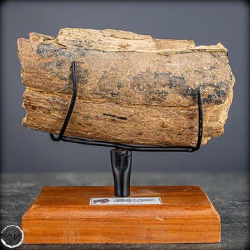 Extrémité naturelle fossile de mammouth sur socle en bois, Collections, Minéraux & Fossiles