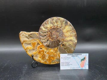 XL Ammonite - Fossiele helft - Aioloceras (Cleoniceras) sp., Collections, Minéraux & Fossiles