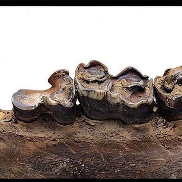 Bison - Dent fossile - Bison sp. - 45 cm - 17 cm (Sans prix