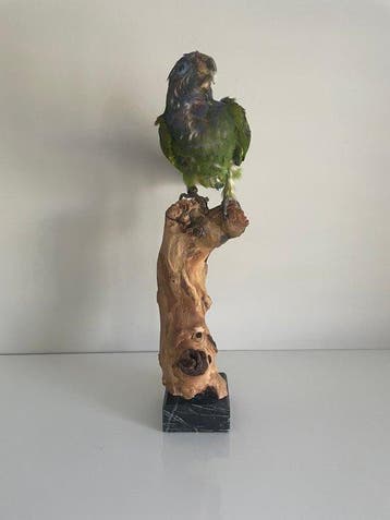 Blue-headed parrot Taxidermie volledige montage - Pionus, Verzamelen, Dierenverzamelingen, Nieuw