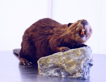 Canadese bever Taxidermie volledige montage - Castor, Nieuw