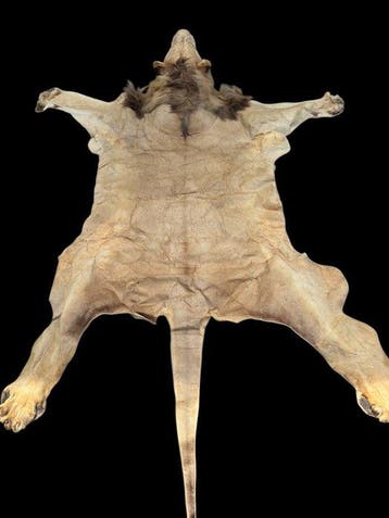 Lion Support de corps entier pour taxidermie - Panthera Leo