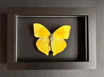 Papillon Support de corps entier pour taxidermie - Phoebis