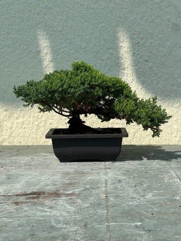 Jeneverbes bonsai (Juniperus) - Hoogte (boom): 18 cm -