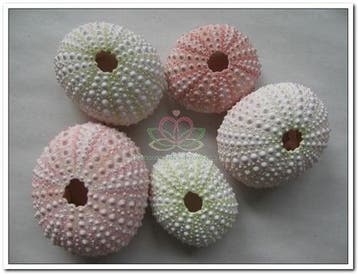 Zeeegel Naturel Sea Urchin Pink Roze 25 stuks, Nieuw