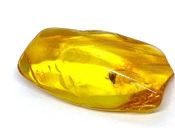Bevroren in de Tijd - Natuurlijk Baltisch Amberstuk met, Nieuw