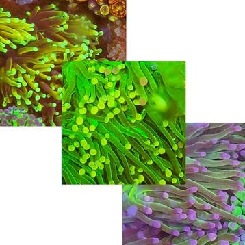 Euphyllia SuperSale Pack