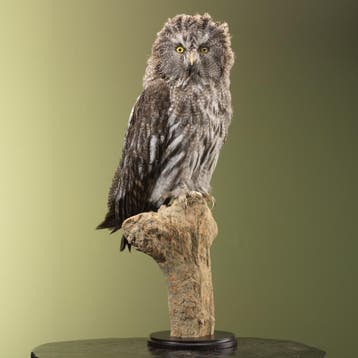 Laplanduil Taxidermie Opgezette Dieren By Max, Ophalen of Verzenden, Opgezet dier