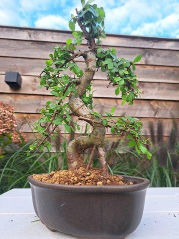 Bonsaï Orme de Chine (Ulmus parviflora) - Hauteur (arbre) :