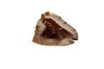 Königshelmschnecke $$$ GEM $$$ Haiti NW $$$ Taxidermie