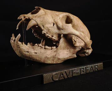 Holenbeer Taxidermie replica montage - REPLICA Ursus