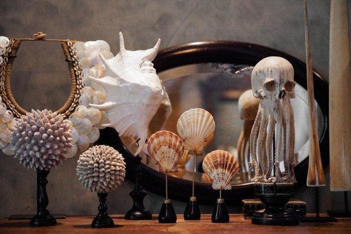 Prachtige set van twee spider conch-schelpen op op maat, Antiek en Kunst, Kunst | Designobjecten