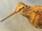 Houtsnip Taxidermie volledige montage - Scolopax rusticola, Nieuw